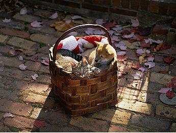 死神与猪队友的冒险《Spindle》明年发售